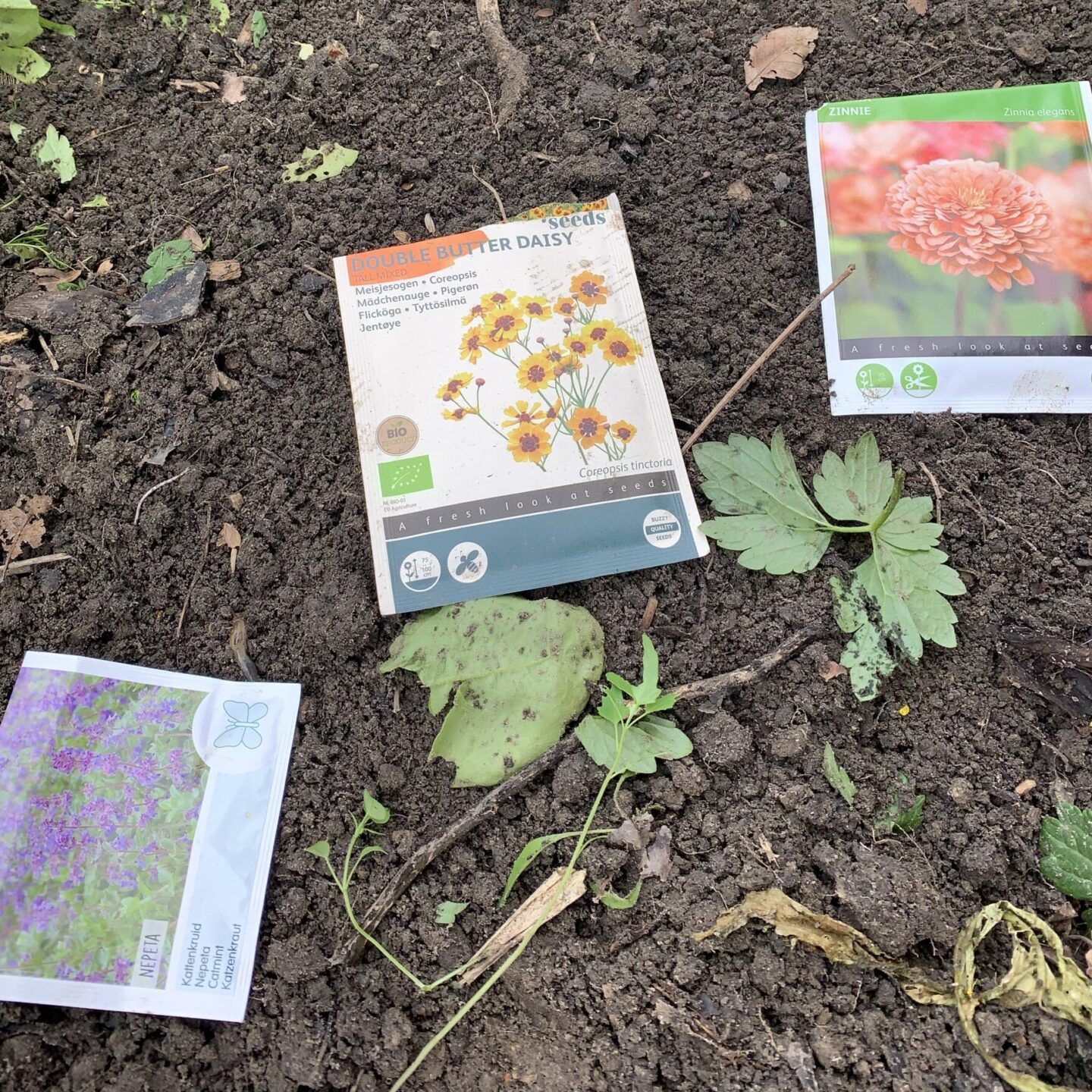 Opnieuw gezaaid in de moestuin